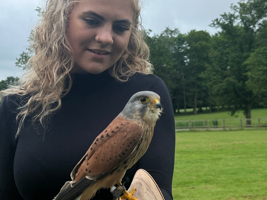 Surrey Hills Falconry-Ockley必去景点