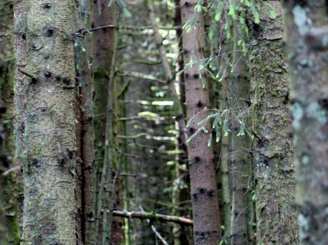 Kielder Forest-Kielder必去景点