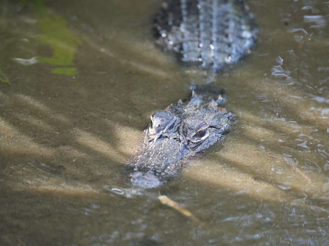 Airboat and Gator Charters-De Leon Springs必去景点