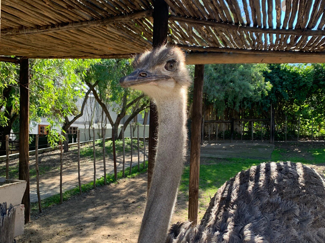 Cango Ostrich Show Farm-奥兹洪必去景点