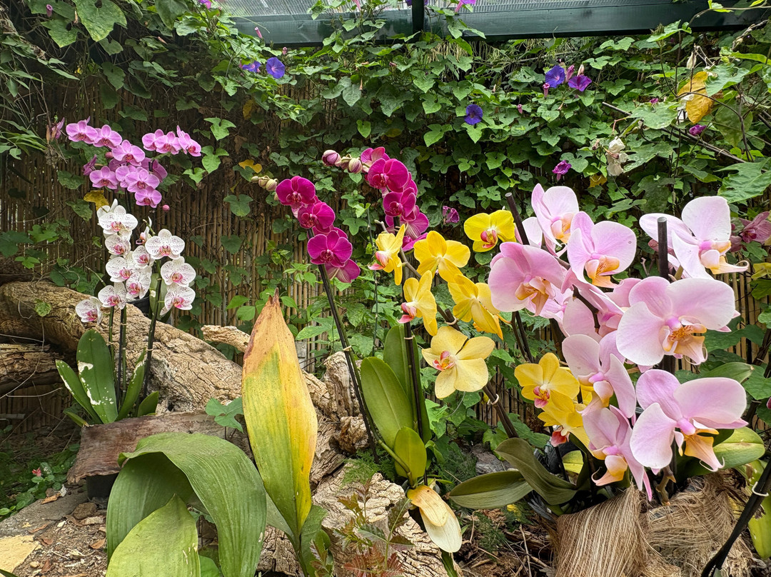 Jardin de Orquideas de Sitio Litre-德拉克鲁兹索尔港必去景点