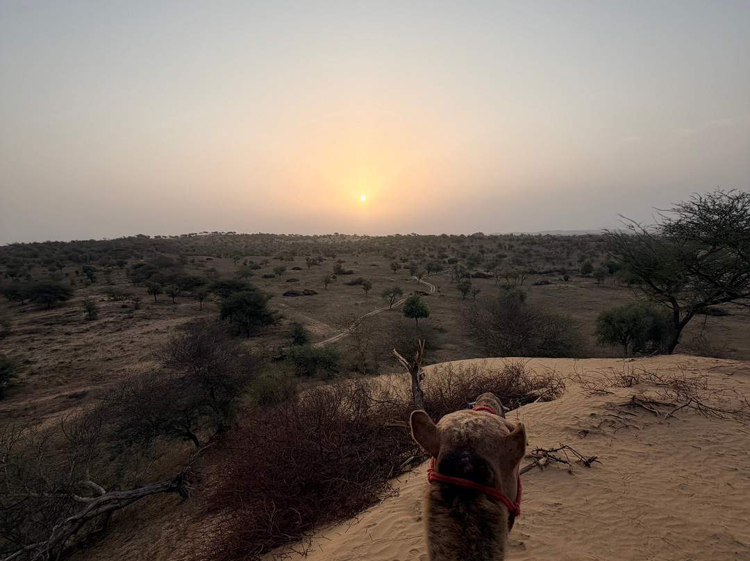 Osian Desert Safari & Overnight Camping-Osian必去景点