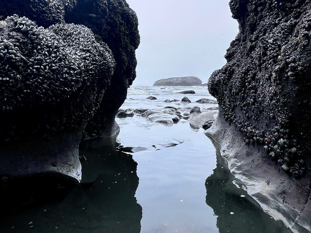 Kalaloch Beach Trail 4-奥林匹克国家公园必去景点