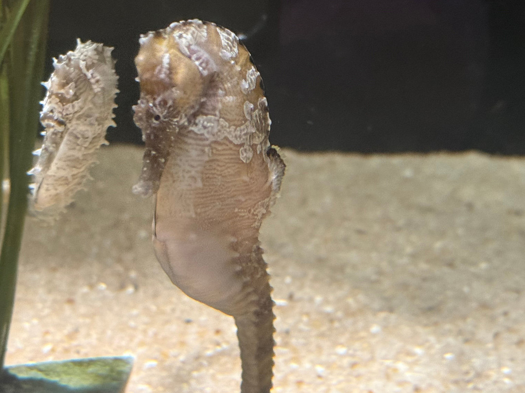 Lake District Coast Aquarium-Maryport必去景点