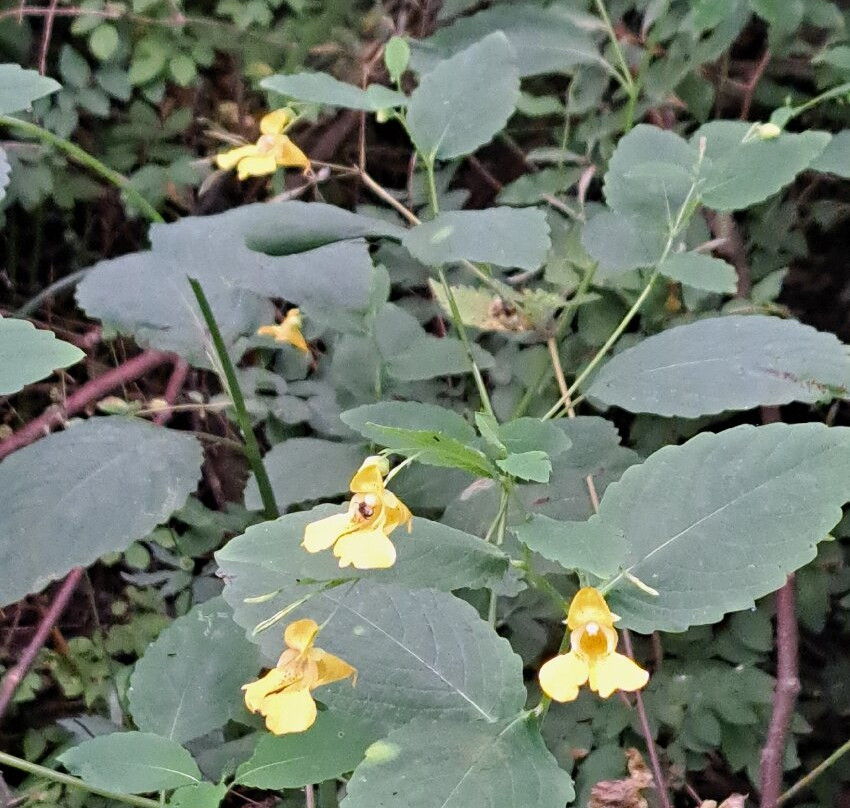 Chain O'Lakes State Park-Albion必去景点