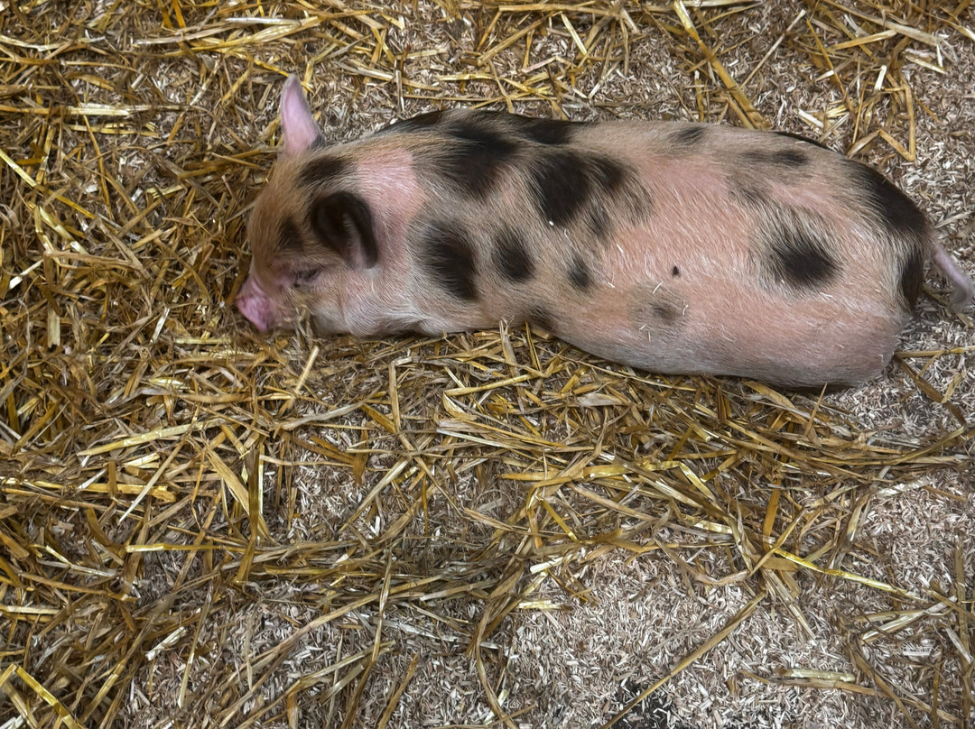 Pennywell Farm-Buckfastleigh必去景点