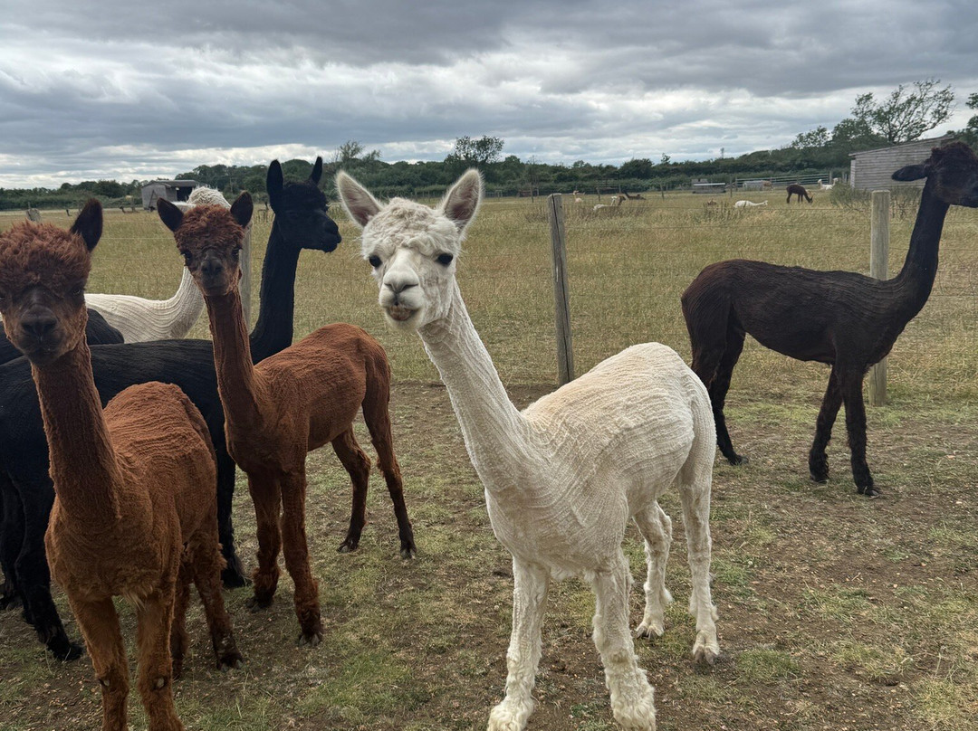 J and J Alpacas-特伦特河畔纽瓦克必去景点