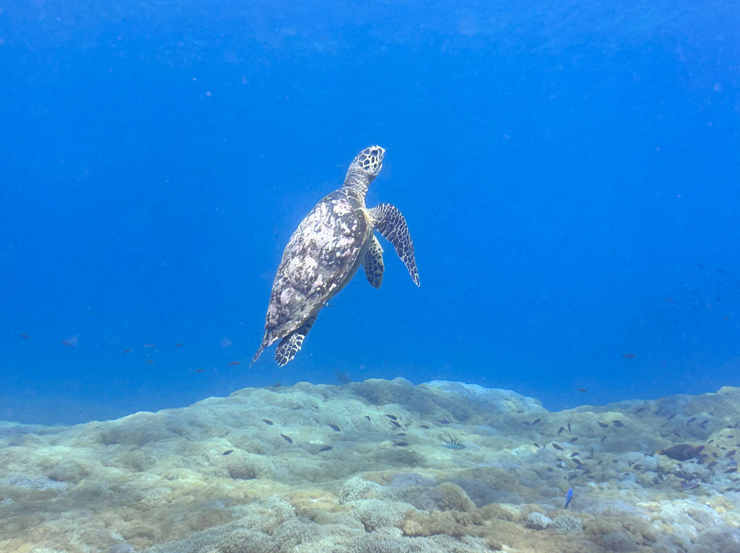 Noosa Dive Resort-Ped必去景点