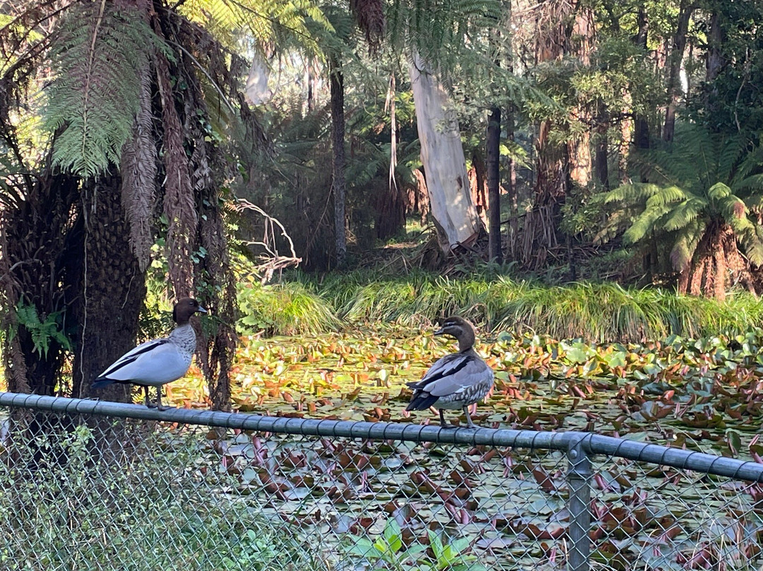 Maroondah Reservoir Park-希尔斯维尔必去景点