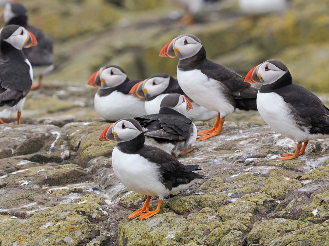 Farne Islands-诺桑伯兰郡必去景点