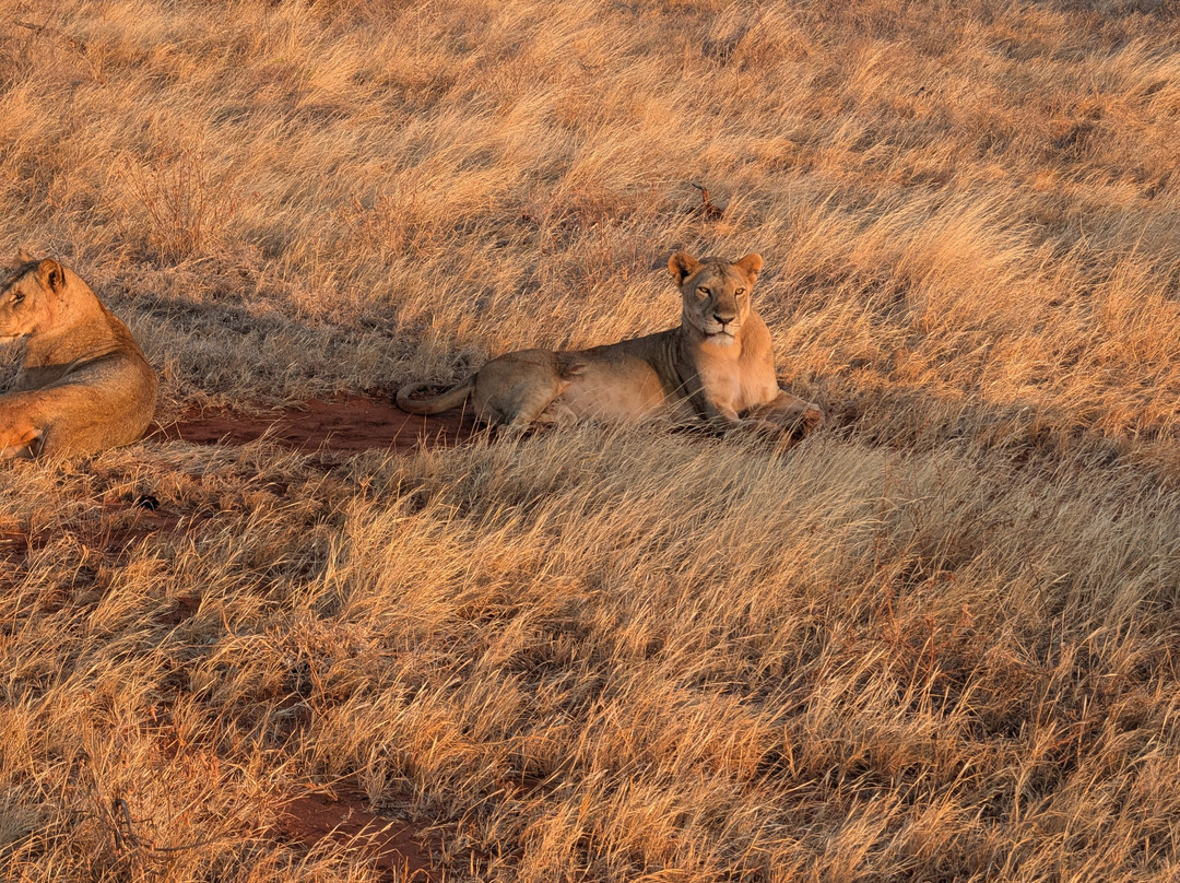 Tsavo Travel & Safaris-内罗毕必去景点