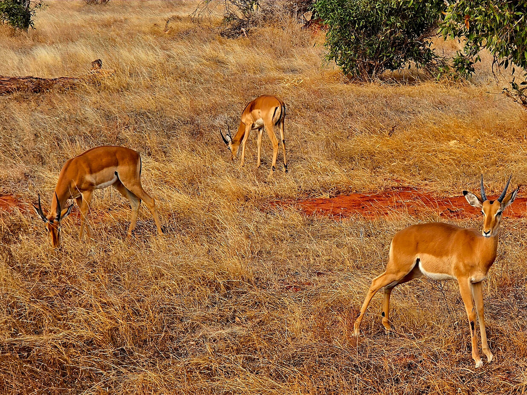 Tsavo East National Park-查佛必去景点