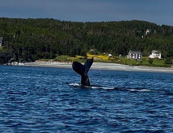 Twillingate Adventure Tours-Twillingate必去景点