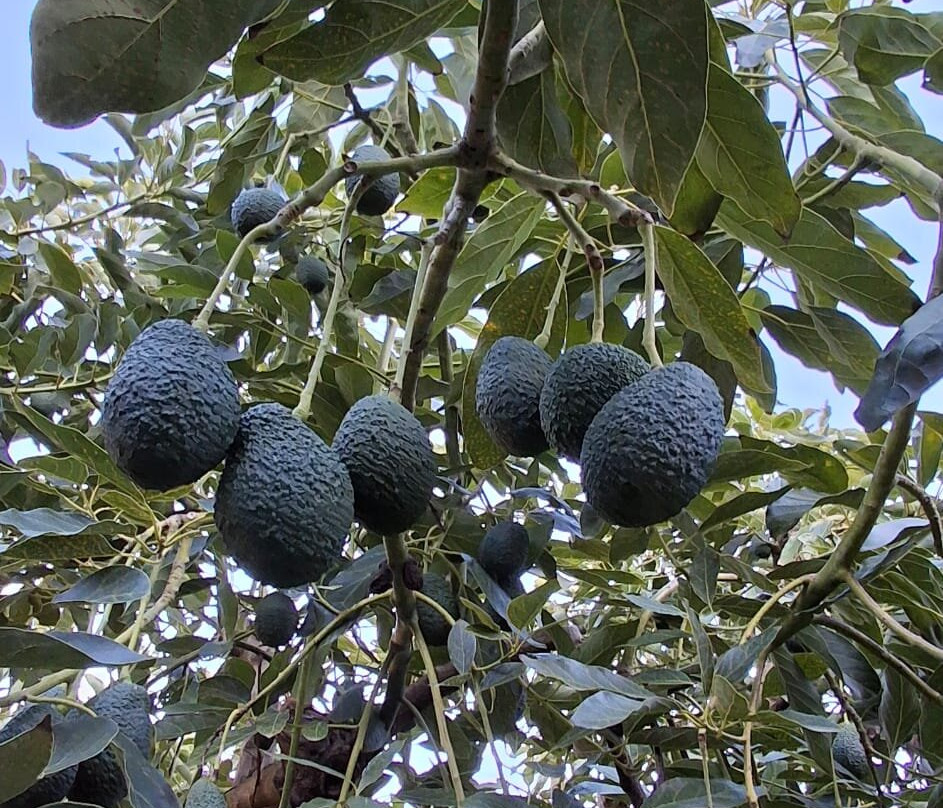 Finca El Pinero-阿尔穆涅卡尔必去景点