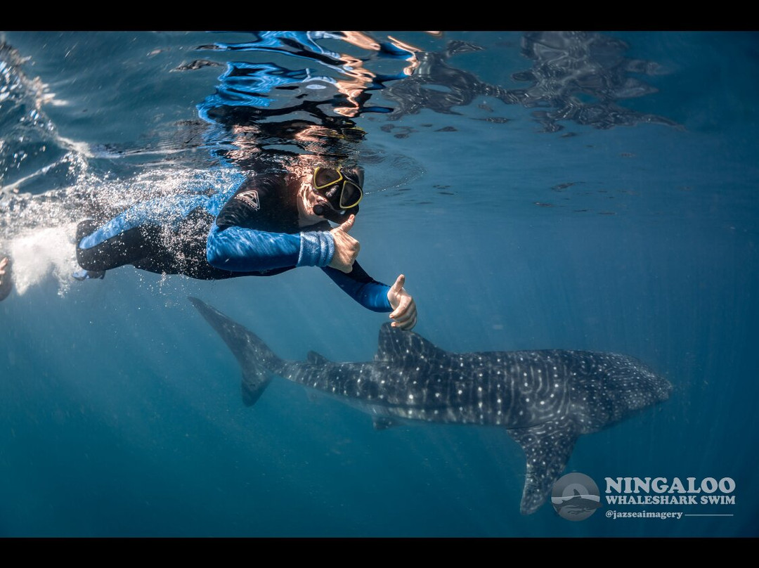 Ningaloo Whaleshark Swim-埃克斯茅斯必去景点