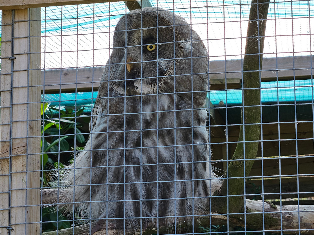 Andy Howeys Birds of Prey Centre-特威德河畔贝里克必去景点