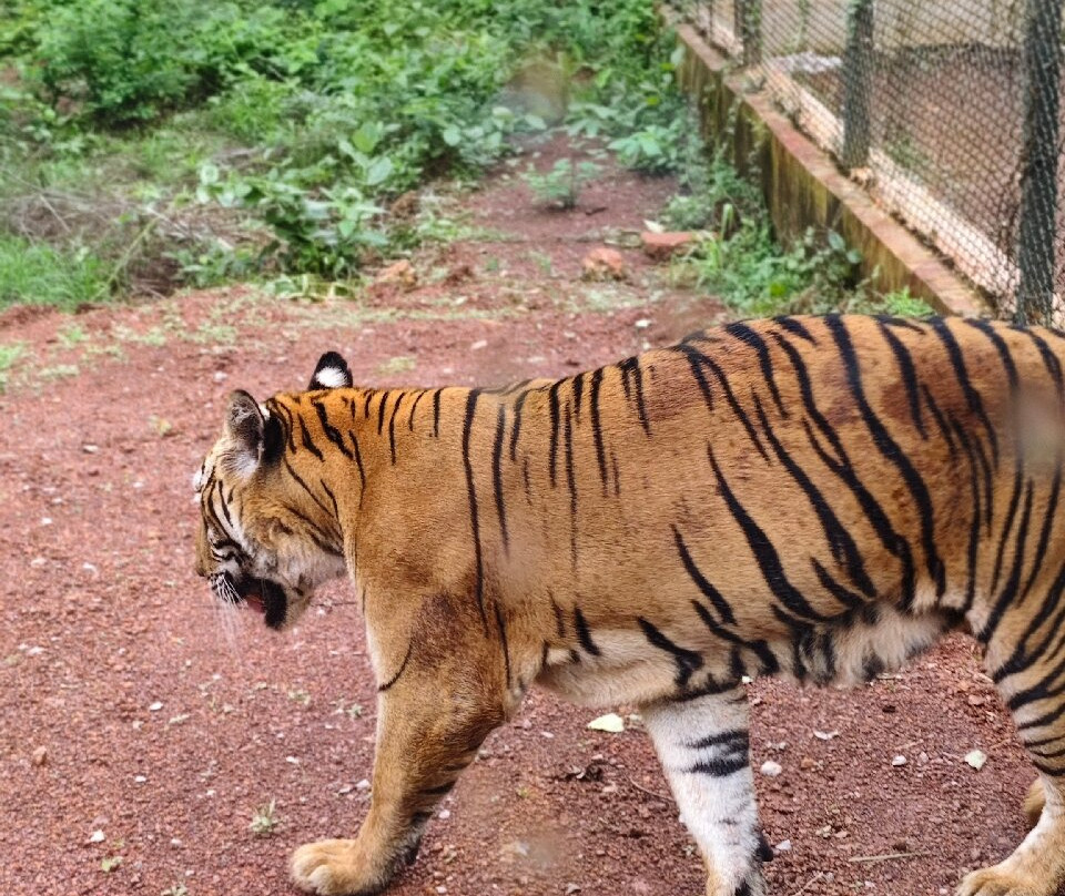Nandan Van Zoo & Safari-赖布尔必去景点