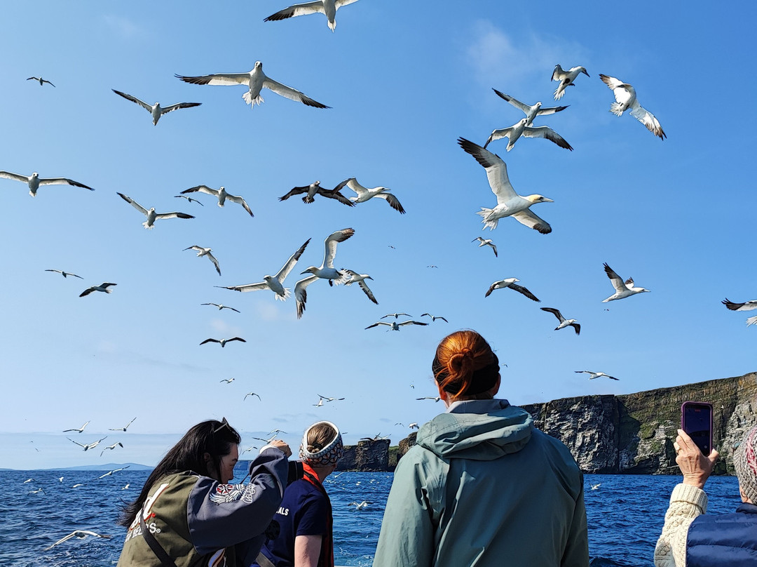 Seabirds and Seals - The Original Noss Boat Tours-Lerwick必去景点