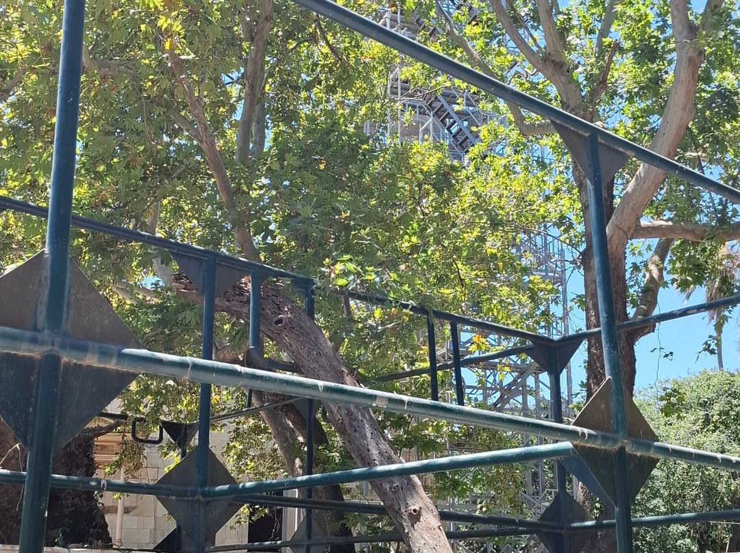 Hippocrates Tree-Kos Town必去景点