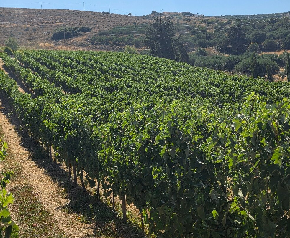 Domaine Paterianakis-伊拉克利翁必去景点