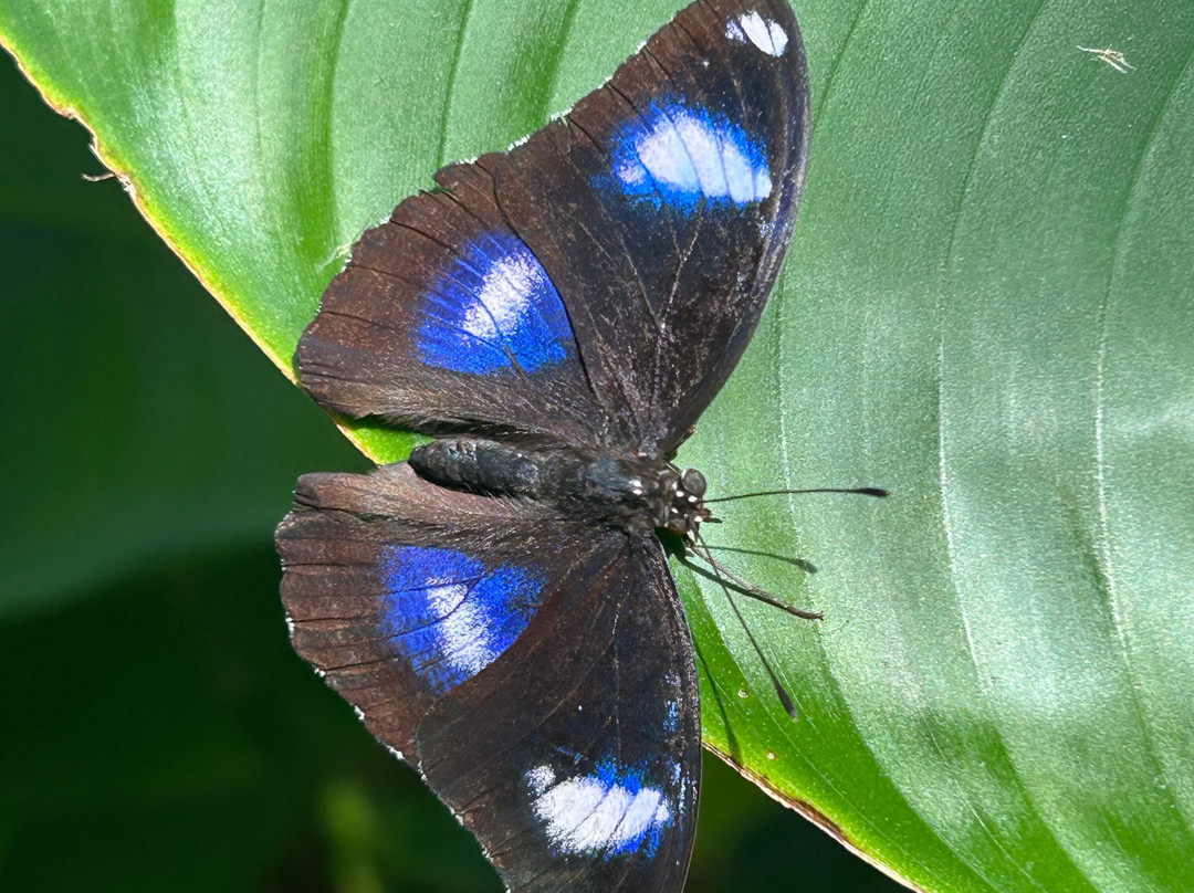 Cambridge Butterfly Conservatory-坎布里奇必去景点