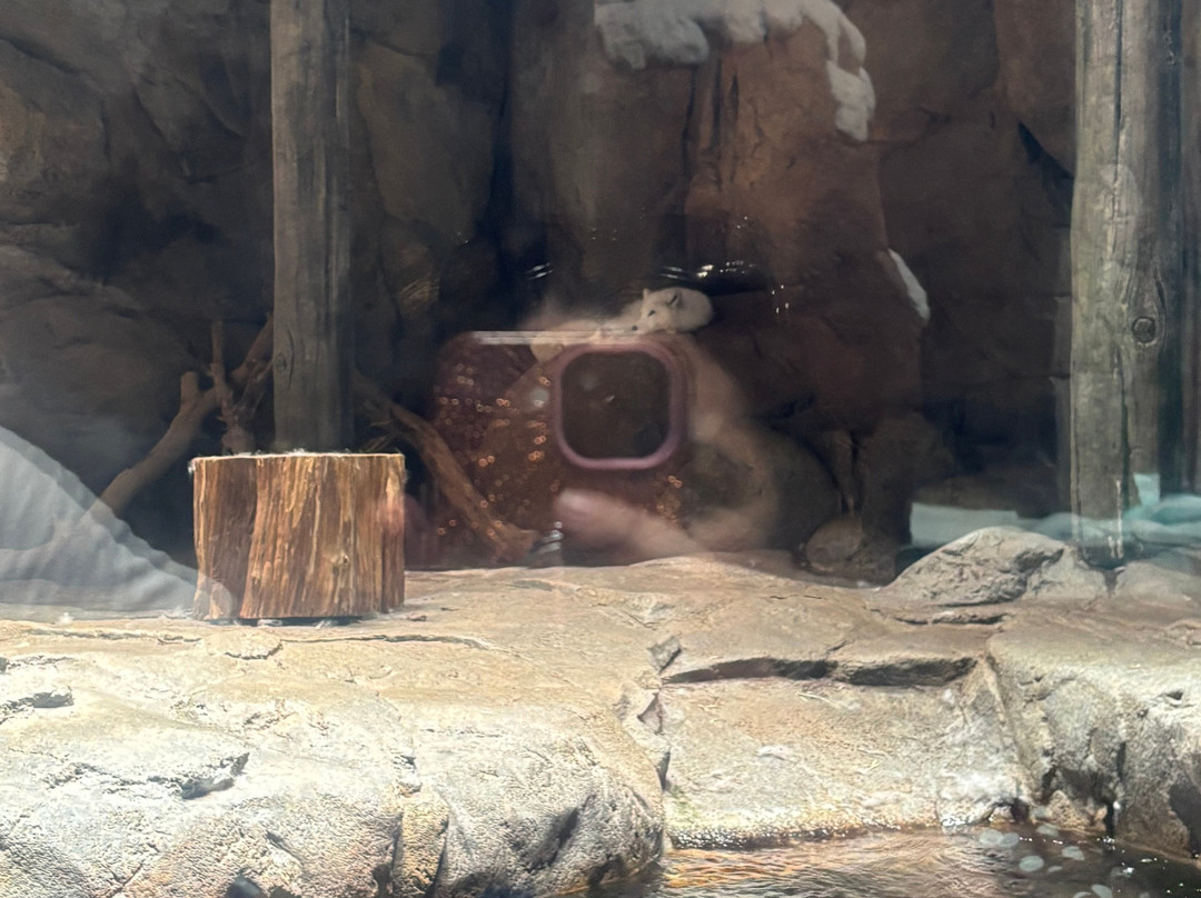SeaWorld Yas Island Abu Dhabi-阿布扎比必去景点