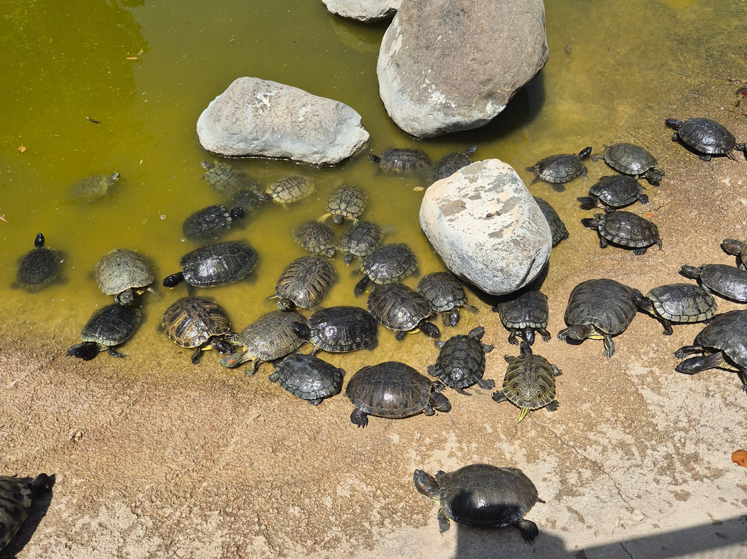 Crocodile Park-托雷莫里诺斯必去景点