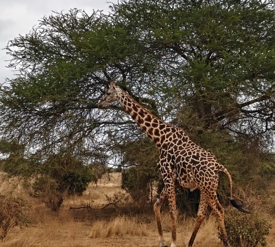 Msherembe Safaris And Travel-Voi必去景点