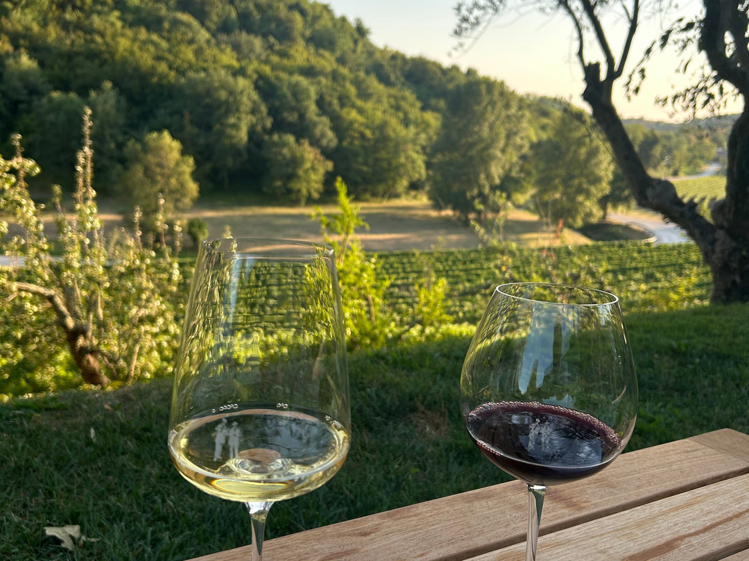 Kozlovic Winery-Momjan必去景点