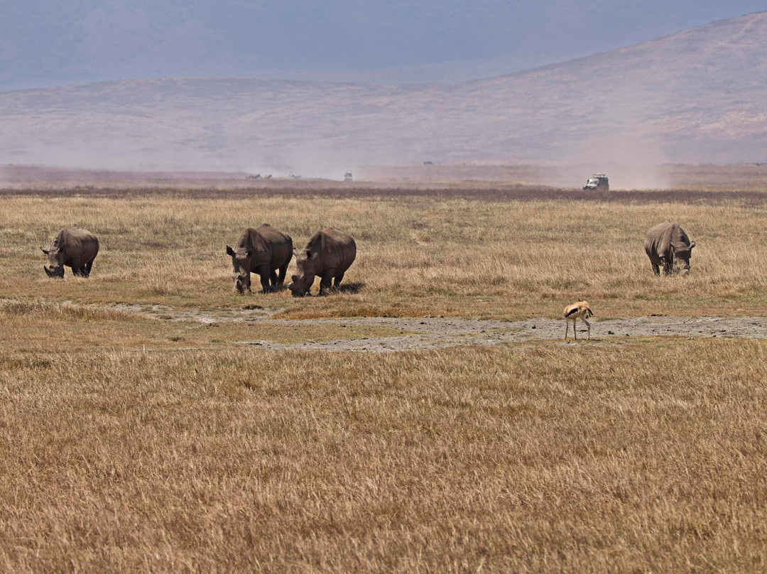 Ngorongoro Crater-恩戈罗恩戈罗保护区必去景点