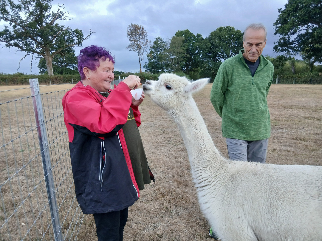 Reservoir Alpacas-Chard必去景点