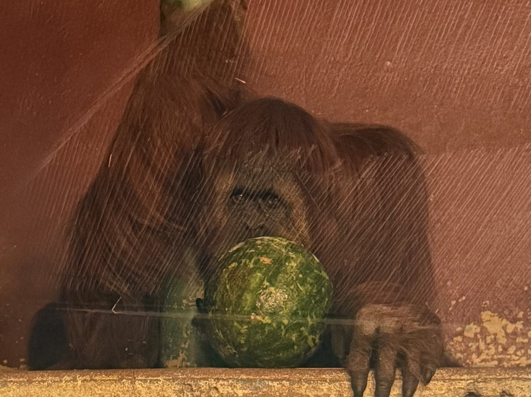 Touroparc Zoo-Romaneche-Thorins必去景点
