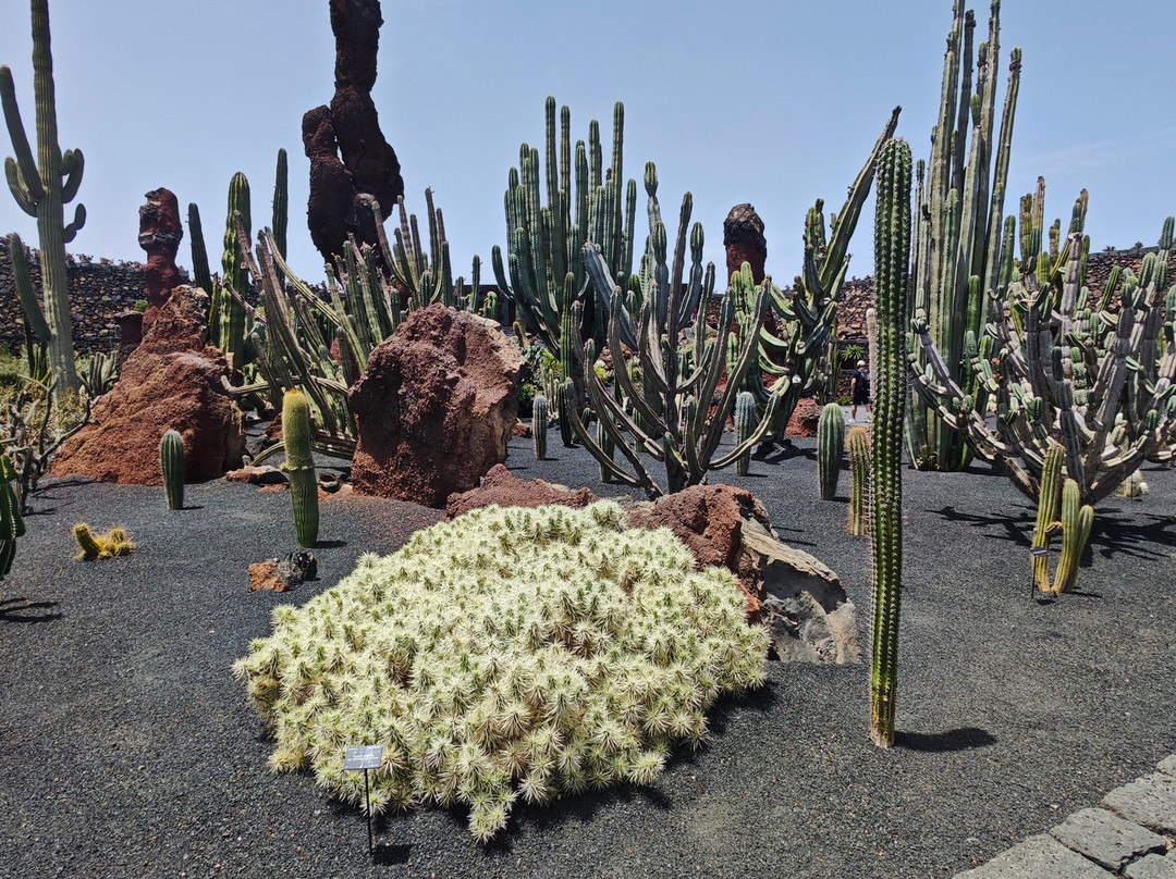 Jardin de Cactus-Guatiza必去景点