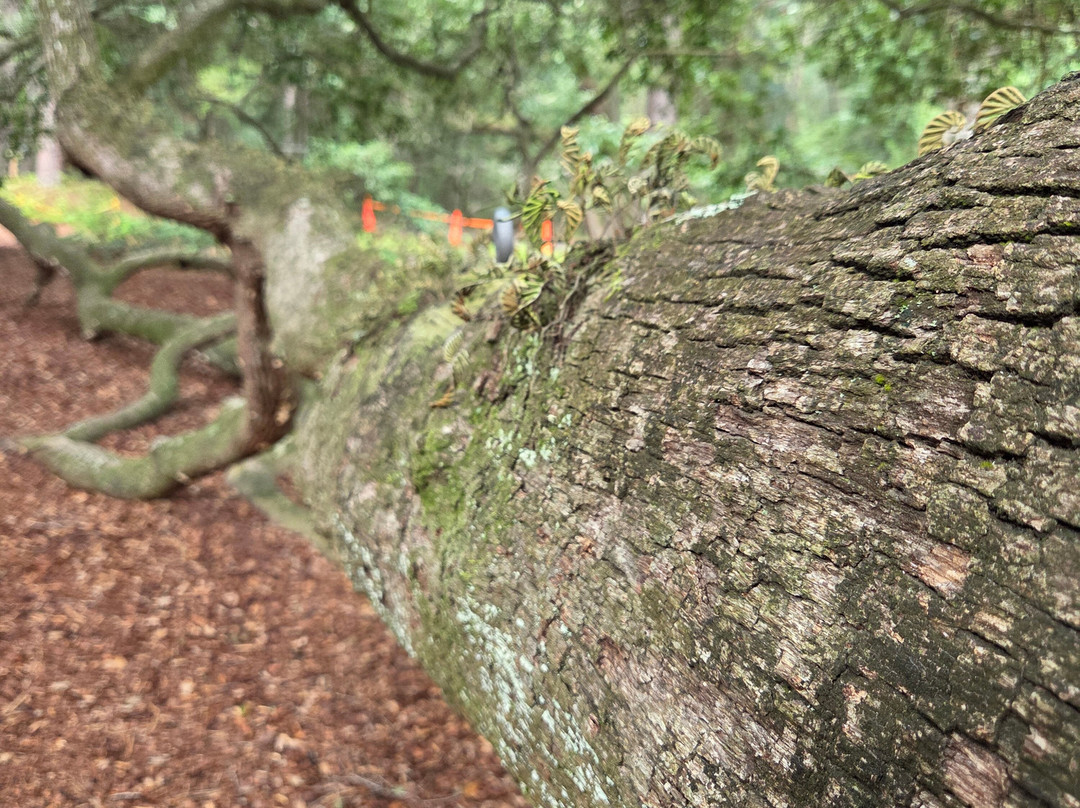 Angel Oak Tree-Johns Island必去景点