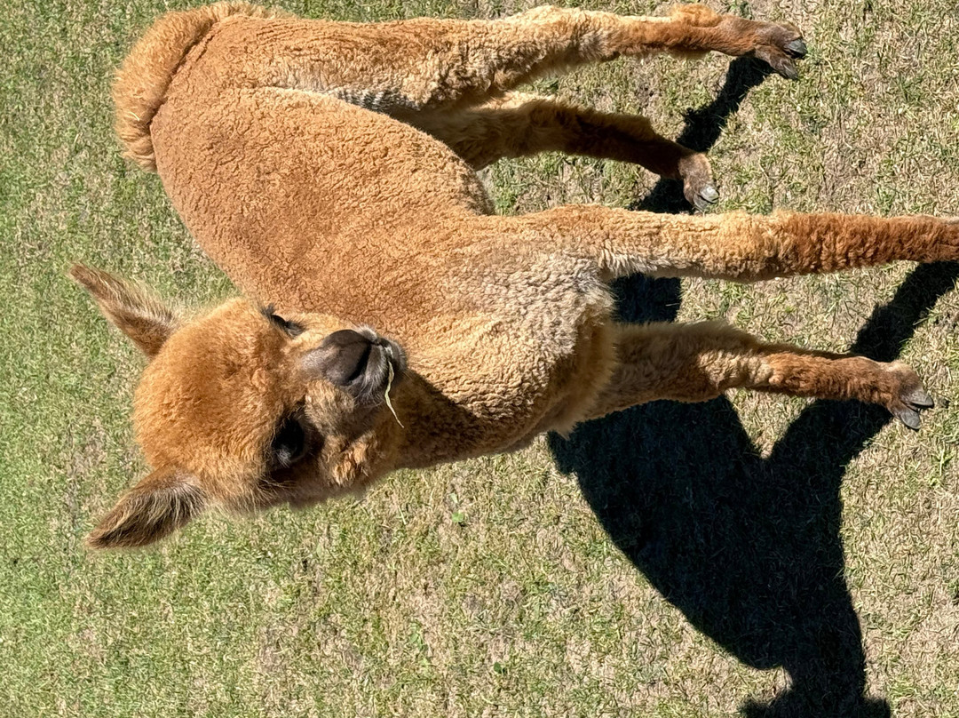 Crystal Lake Alpaca Farm & Boutique-Frankfort必去景点