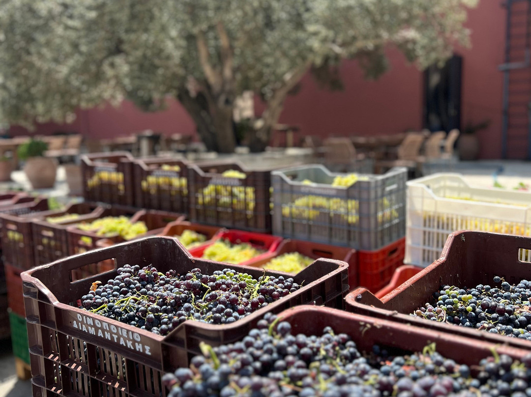 Diamantakis Winery-伊拉克利翁必去景点
