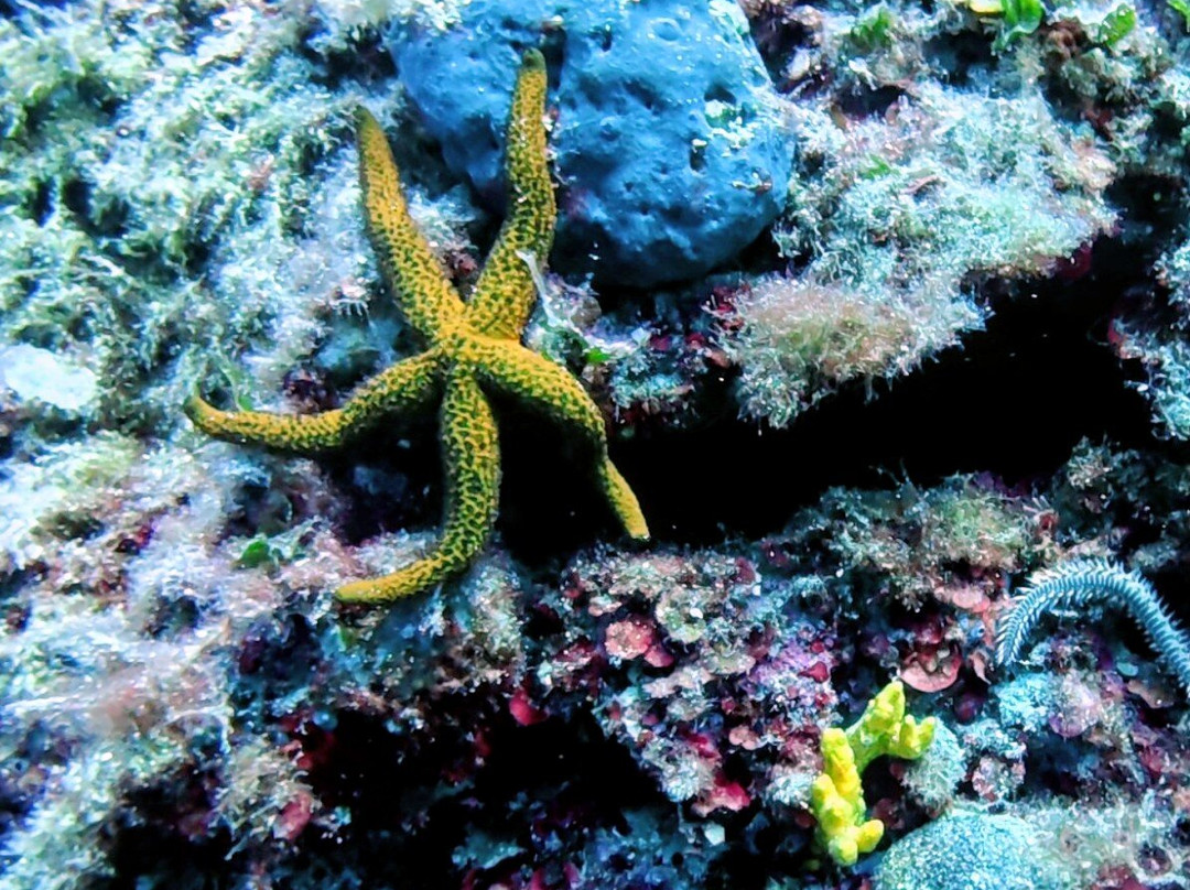 Ocean Blue Scuba Diving School-Skiathos Town必去景点