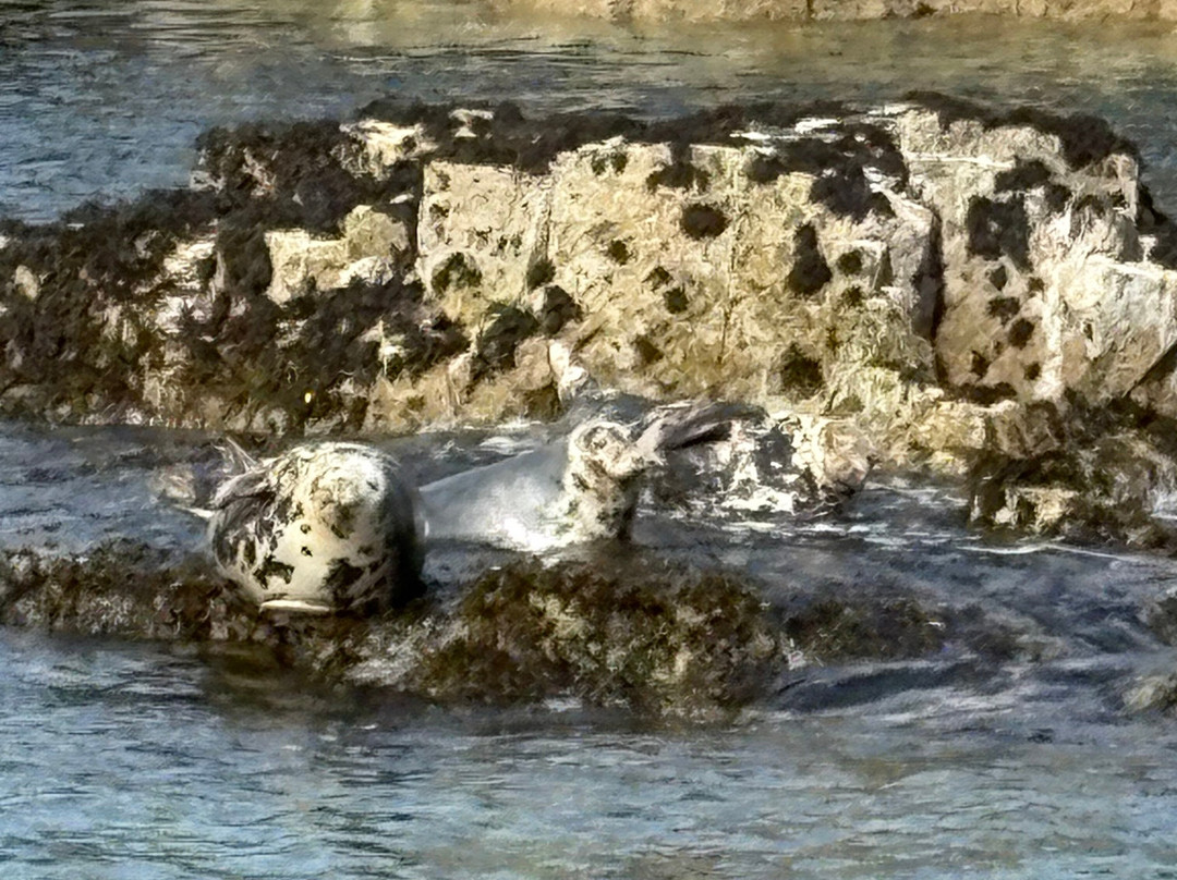 Serenity Farne Island Boat Tours-Seahouses必去景点