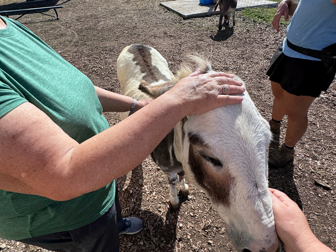 Udderly Ridiculous Farm Life-Blandford-Blenheim必去景点