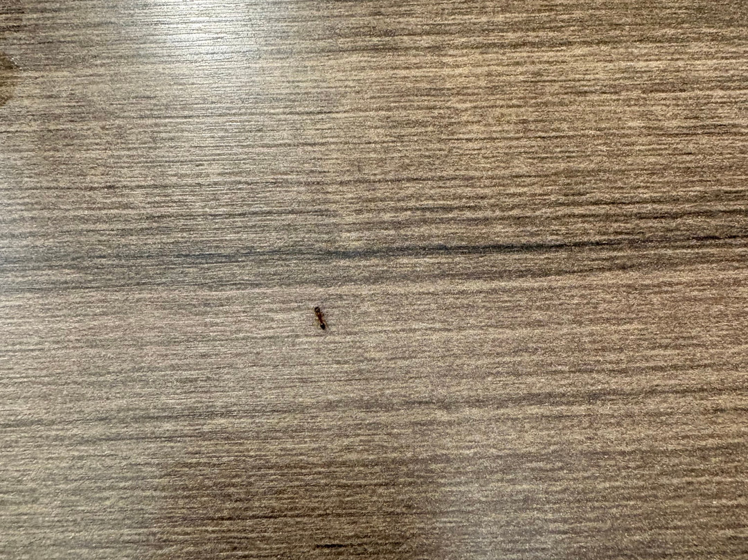 奥兰多弗拉明戈路口Homewood Suites by Hilton主图