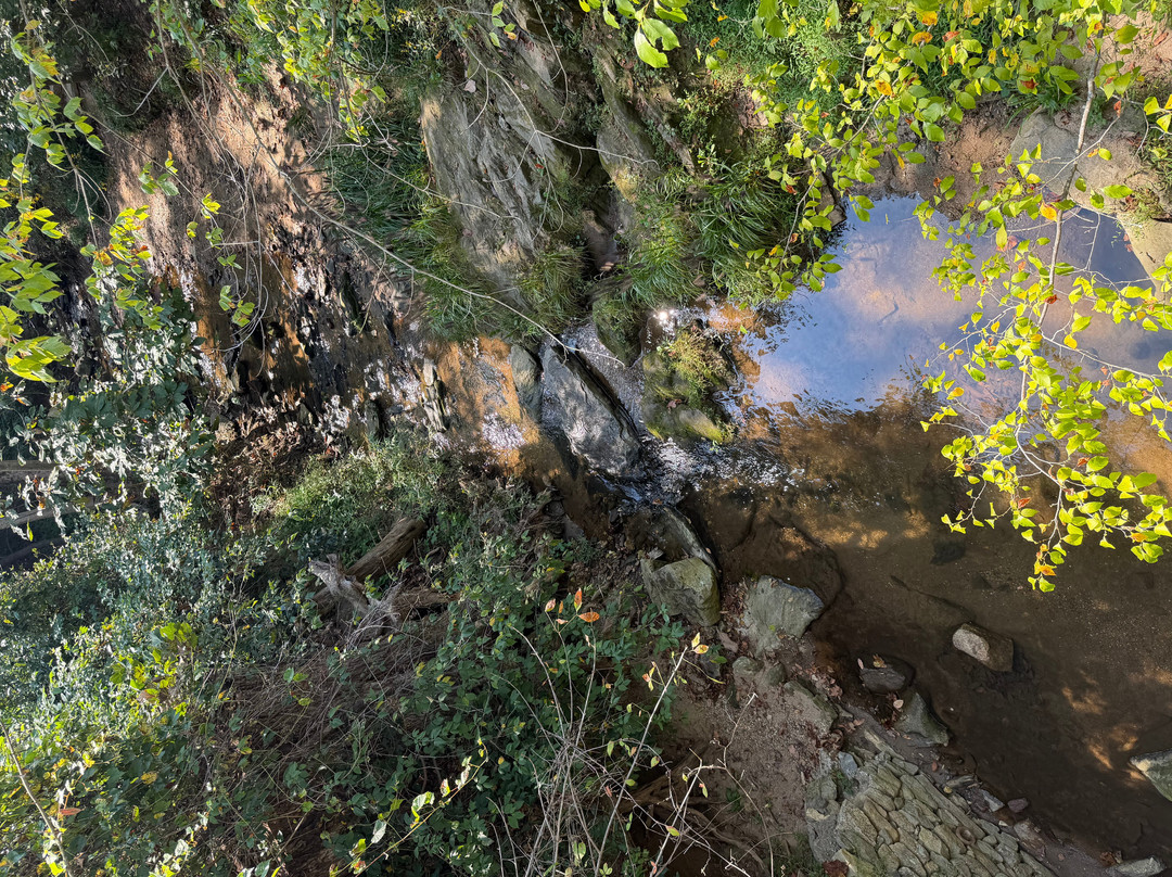Asheville Botanical Garden-阿什维尔必去景点