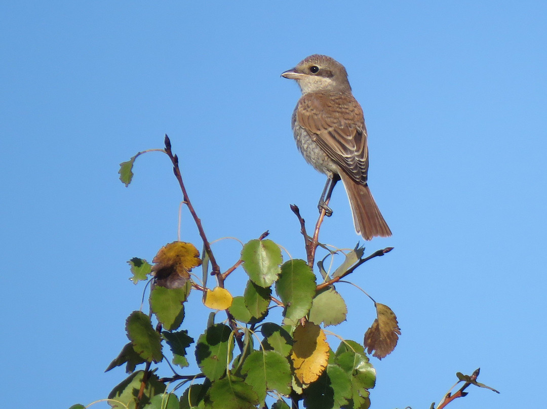 Hungarianbirdwatching.com Day Tours-布达佩斯必去景点