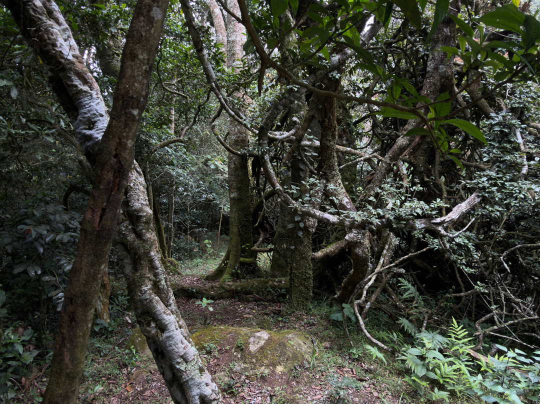 Mathikettan Shola National Park-伊杜基必去景点