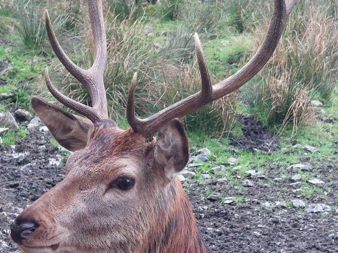The Galloway Forest Park Red Deer Range-Castle Douglas必去景点