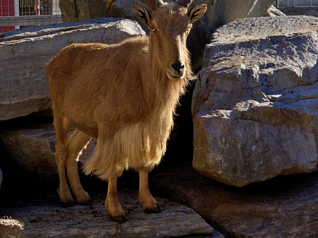 Lagoon Deer Park-桑达斯基必去景点