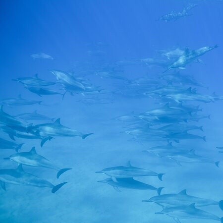 海豚潜水之旅景点图片