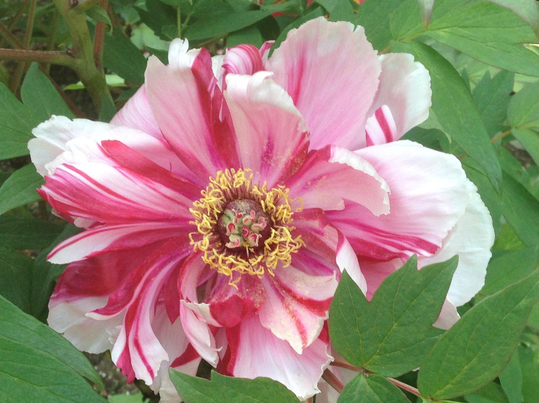 Hase Peony Garden景点图片