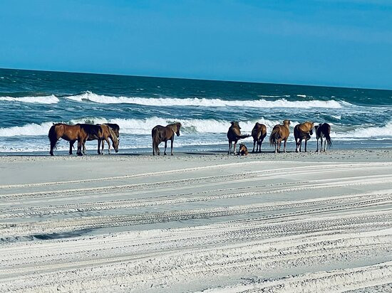 Assateague Island Tours景点图片