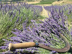 Lavanda di Maremma景点图片