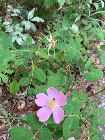 Kananaskis Valley-卡那那斯基斯必去景点